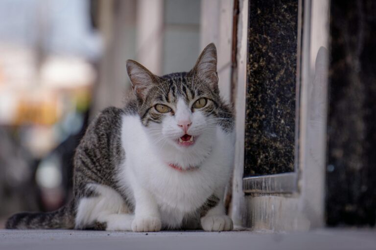 Cómo reaccionan los gatos ante el llamado de su dueño, según expertos