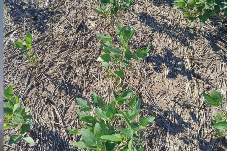 Balance negativo para los granos gruesos 2024/25 en campos arrendados