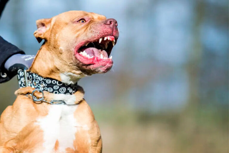 Un pitbull atacó a una nena de 4 y años está internada en estado delicado