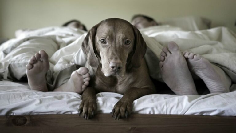 La inteligencia artificial reveló cómo serán las mascotas del futuro