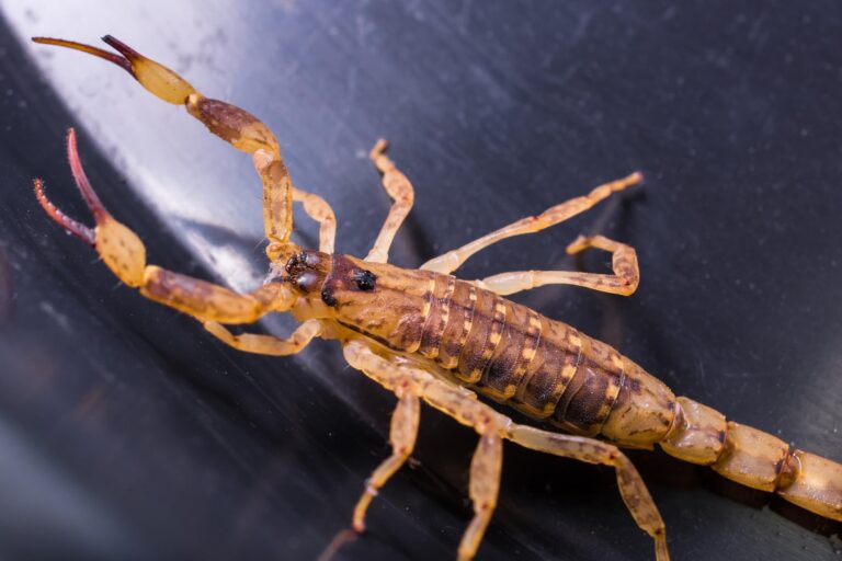 Temporada de escorpiones en Texas: los lugares favoritos de los alacranes para hacer nidos en las casas